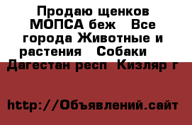 Продаю щенков МОПСА беж - Все города Животные и растения » Собаки   . Дагестан респ.,Кизляр г.